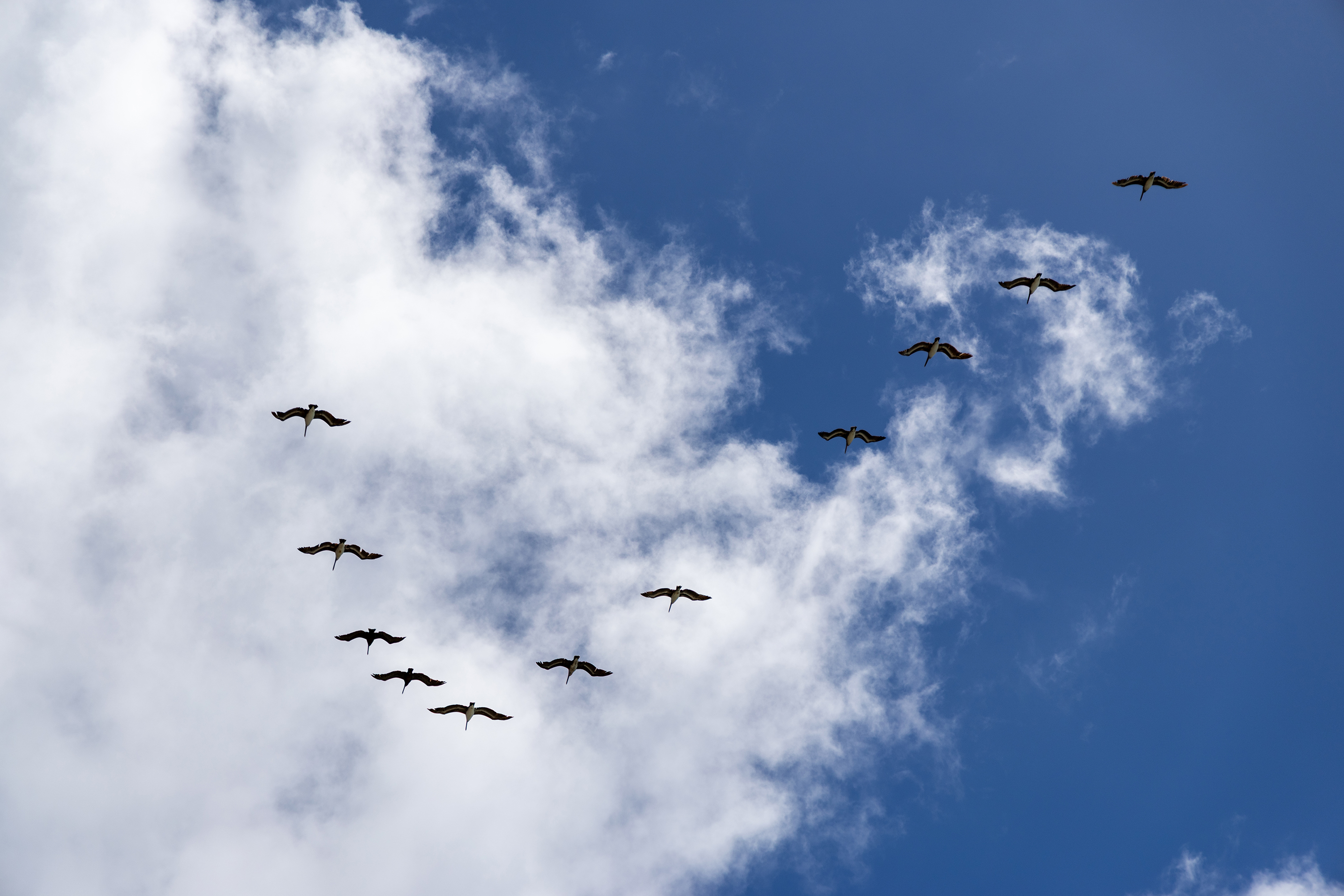 Pelicans over the Pacific